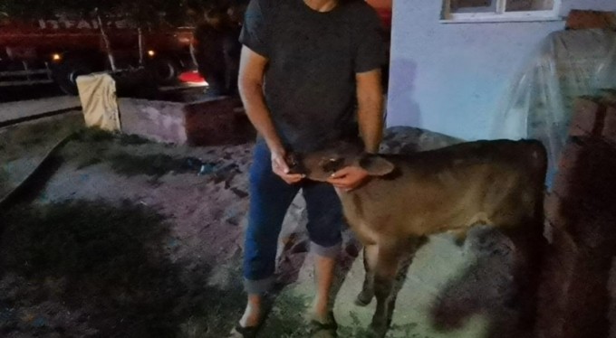 Ahır yangınında inanılmaz kurtuluş