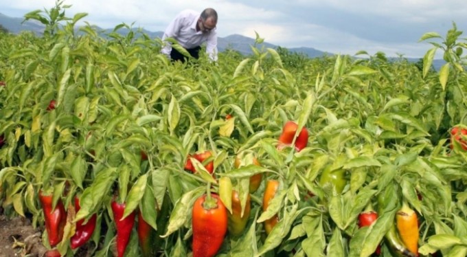Adına festivaller düzenlenen biber fiyatı ile üreticiyi sevindirdi