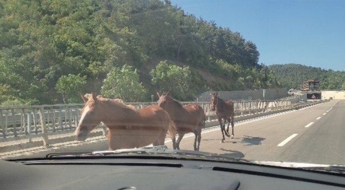 Bursa'da başıboş atlar trafiği birbirine kattı