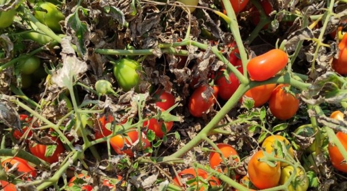 Hasada sayılı günler kala binlerce dönüm domates kurudu