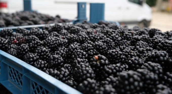 Ahudududa bereketli hasat