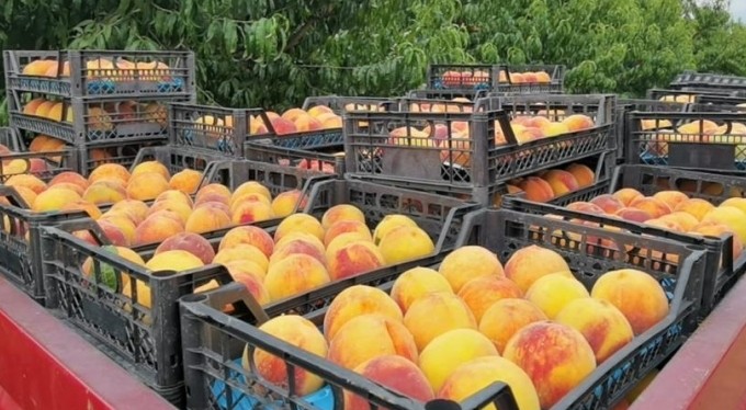 Şeftalinin suyu çıktı, dalında 3, tezgahta 10 TL