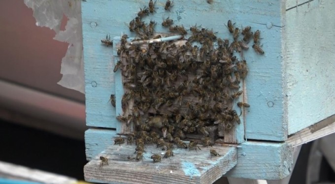 Bursa'da kraliçe arı ortalığı karıştırdı