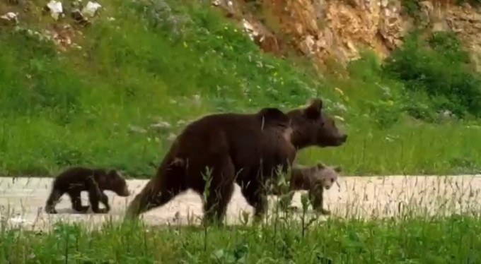 Uludağ'da yaban hayatı