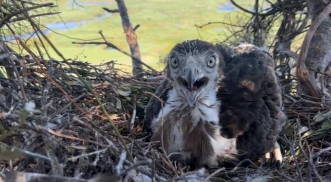 Korkusuzca kartal yuvasına tırmandı, yavrularını görüntüledi