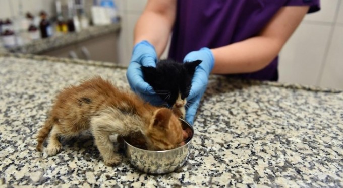 Bursa'da zifte bulanmış kediler hayata döndürüldü