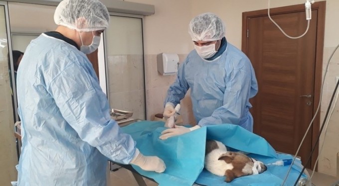 Sokak hayvanlarının dostu, İnegöl Belediyesi