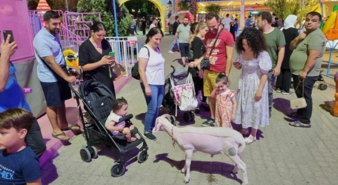 Kuzunun lunapark gezisi