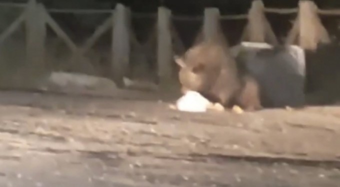 Aç kalan ayılar oteller bölgesine indi