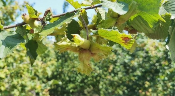 Bursa'da fındık hasadı başladı! 66 milyon TL gelir getirecek