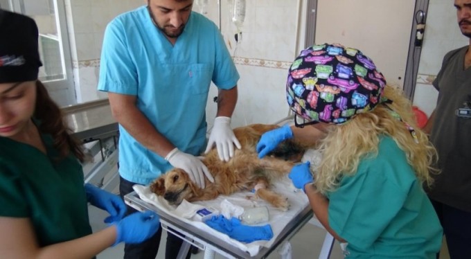 Bursa'da cins köpeği bakamayıp ormana bırakmışlar! Kanser tedavisi devam ediyor