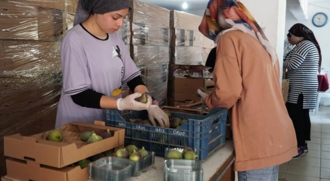 Mustafakemalpaşa'da incir mesaisi başladı