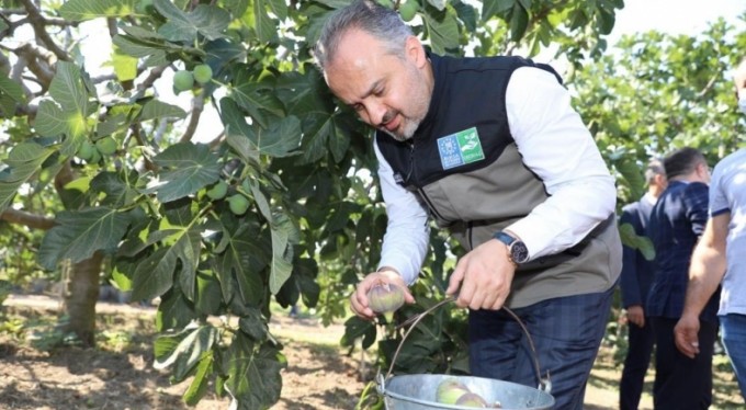 Kraliçe inciri için Bursa Büyükşehir devrede