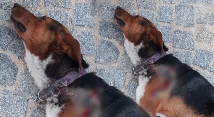 Bursa'da araçla çarpıp ölüme terk ettiler! Hayvan severlerin çabası da yeterli olmadı