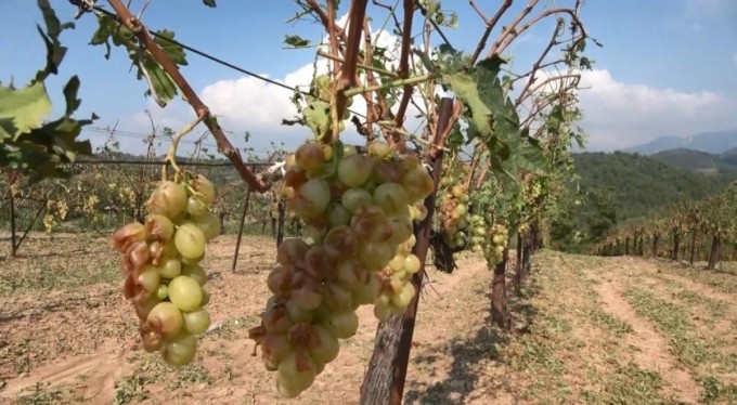 Bursa'da dolu, köylünün ürünlerini tarlaya döktü!