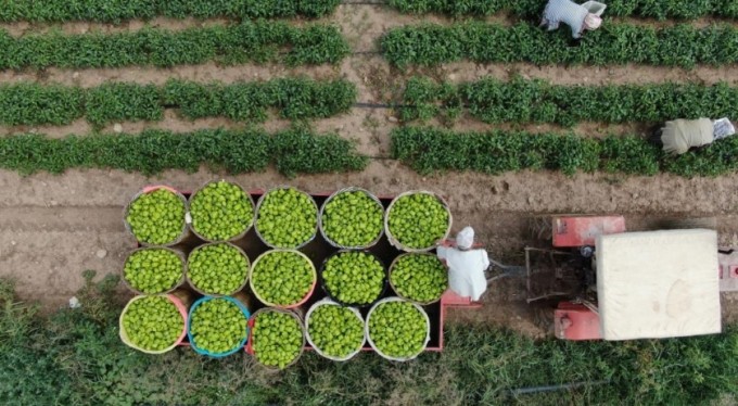 Bursa'da çiftçi ürettiğini komisyonsuz tüketiciye ulaştırıyor