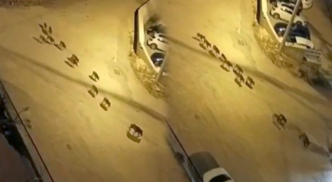 Bursa'da aç kalan domuzlar şehir merkezine indi