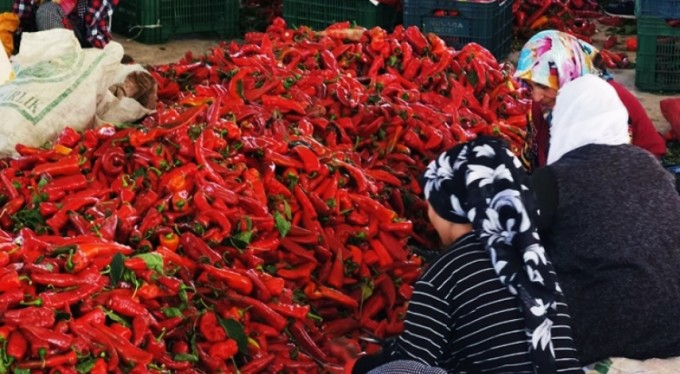 Bursa'dan Hollanda'ya... Savaş biber salçası ihracatını artırdı
