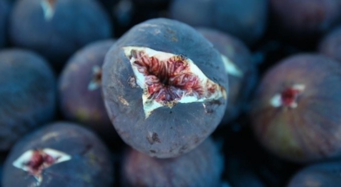 Bursa'da Büyükşehir devreye girdi, siyah incir üreticisinin yüzü güldü