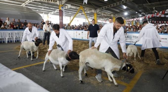 İşte Bursa'nın en güzel koyunları! Koyun kırkma yarışması nefes kesti