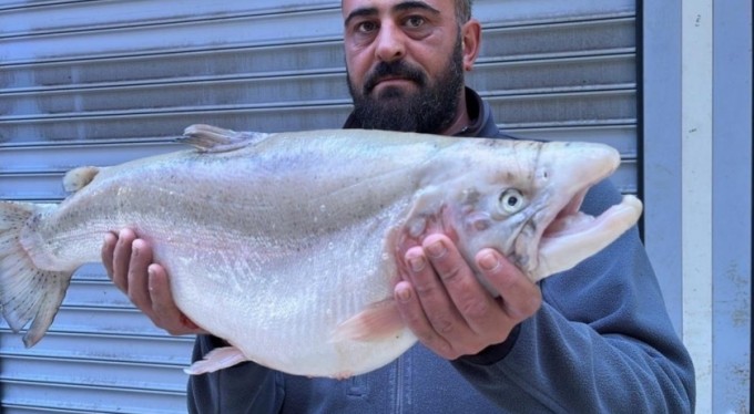 İznik Gölü'nde 8 kiloluk somon balığı yakalandı