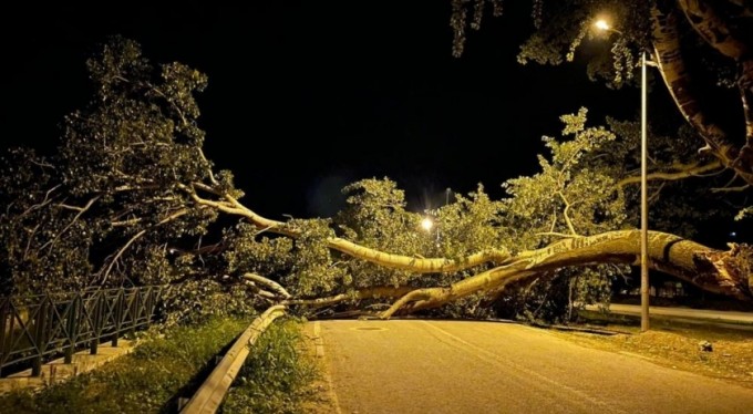 Bursa'da ağaç yola devrildi. Ekipler yolu açmak için seferber oldu