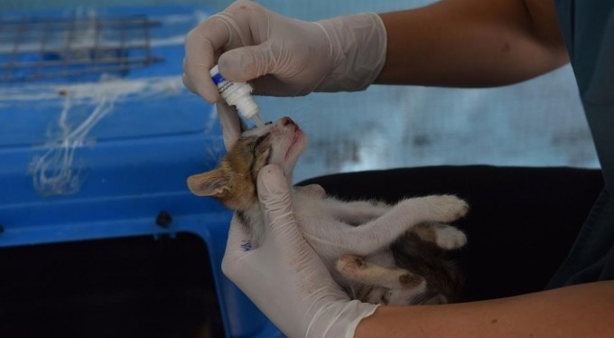 Yıldırım'da 27 bin sokak hayvanı tedavi edildi