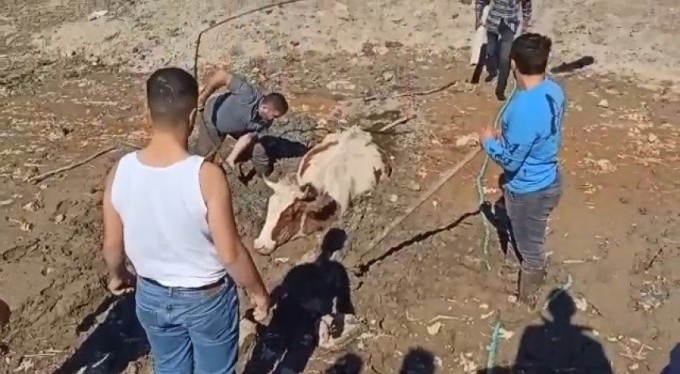 Bursa'da bataklığa saplanan inek kurtarıldı