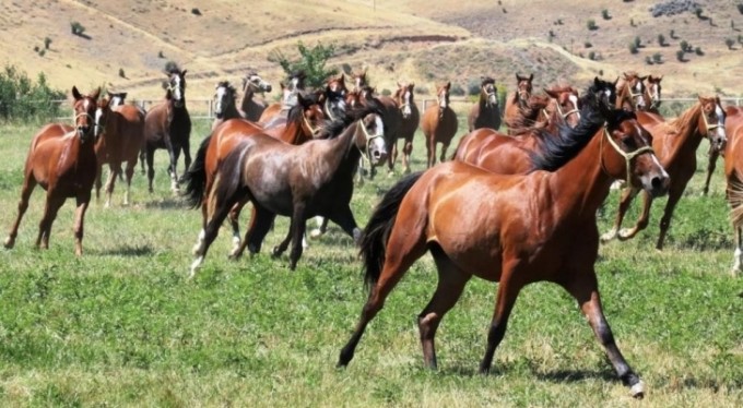 Milyonluk safkanlar Bursa'da ihale ile satılacak
