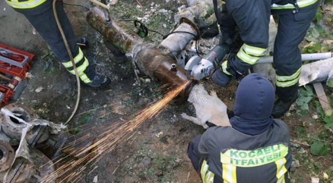 Kafasını demir boruya sıkıştırdı! Sokak köpeğinin imdadına  itfaiye yetişti