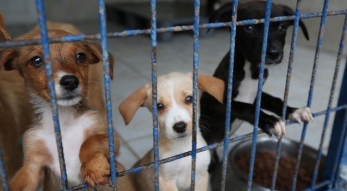 Nilüfer'de Hayvan Hakları Günü'nde can dostları unutmadılar