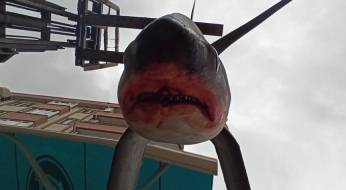Bursa'da ağlara Jaws takıldı! Tam 500 kilo...