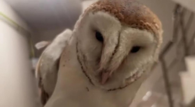 Bursa'da merdiven boşluğuna düşen baykuş için seferber oldular