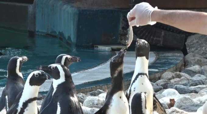 Bursa Hayvanat Bahçesi'nde penguenlerin balık keyfi