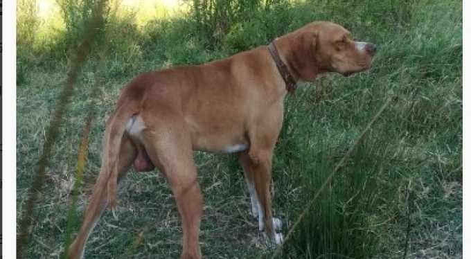 Bursa'da 20 bin TL'lik köpeği çaldılar! Bulana kuzu hediye edecek