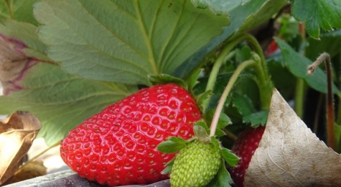 Bursa'da köylü kadınların hayatı bir fide ile değişti...Köyün tamamı 7 ay çilek üretiyor