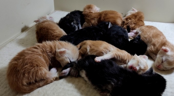 Bursa'da cins kedisi tek seferde 10 tane yavruladı, büyük sevinç yaşadı