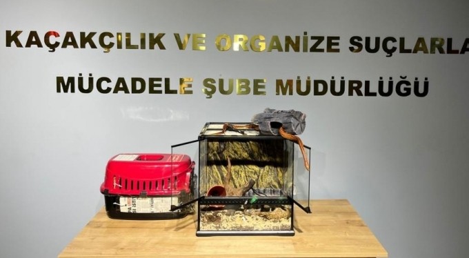 Bursa'da hayvan kaçakçısı yakalandı! Tropikal papağan ve Mısır yılanı...