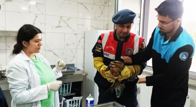 Bursa'da yaralı şahine Jandarma sahip çıktı!