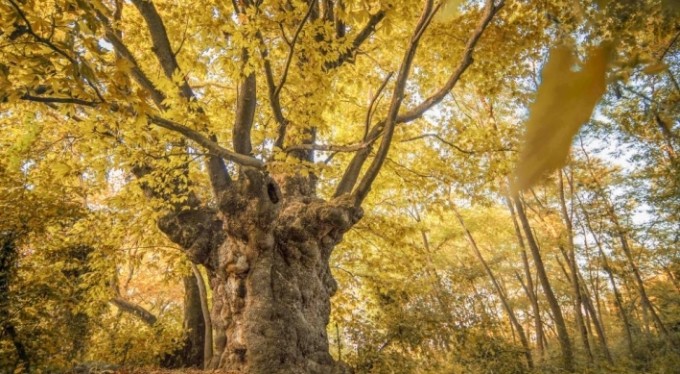 Bursa'da son baharın kartpostallık çınarı