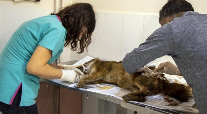 Bursa'da yaralı çakal 3 saatlik operasyonla sağlığına kavuştu