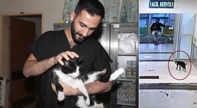 Ayağı kırılan kedi acil servisin yolunu tuttu! Adeta sağlıkçılardan yardım istedi