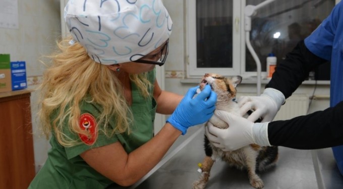 Bursa'da kaza geçirip çenesi kırılan kedi ameliyatla hayata döndürüldü