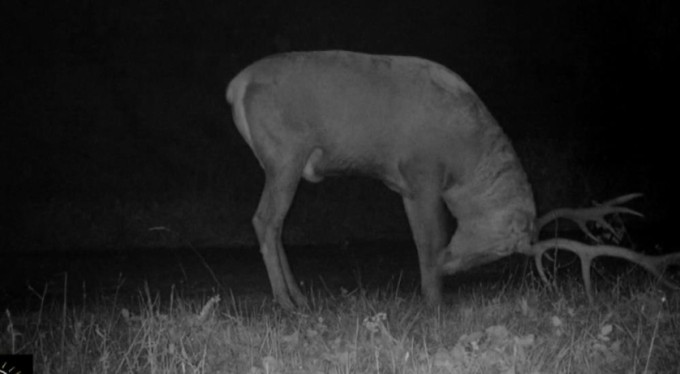 Bursa'da kızıl geyikler fotokapana takıldı! Üreme dönemleri anbean takip ediliyor