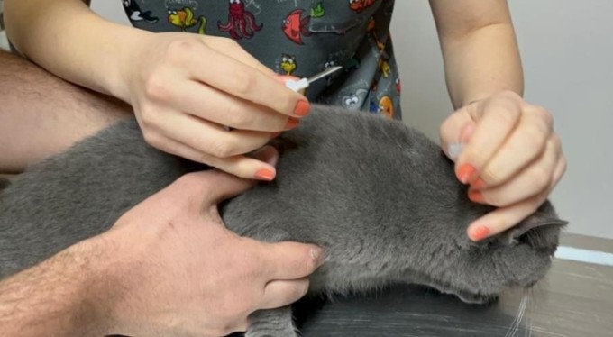 Evcil hayvanı olanlar dikkat! Mikroçip uygulamasında zaman daralıyor