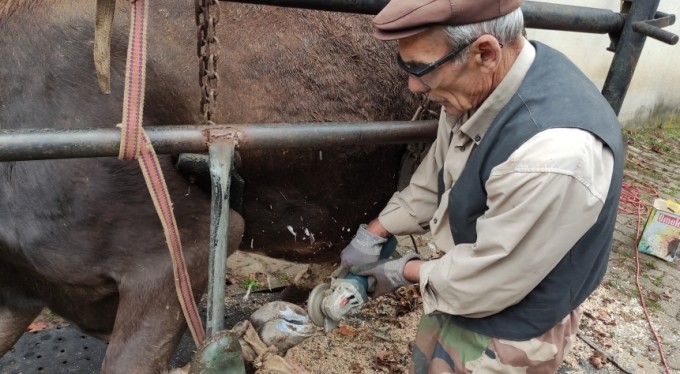 Bursa'da ineklere yapılan manikür pedikür verimi arttırdı
