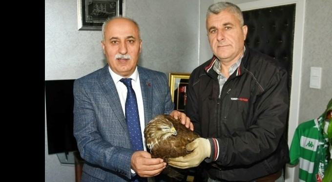 Bursa'da vurulmuş yaralı şahin için harekete geçildi