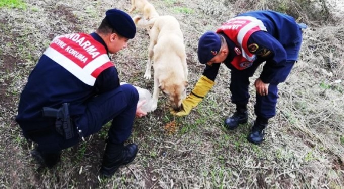 Bursa'da jandarmadan örnek hareket! Sokak hayvanlarını elleriyle beslediler