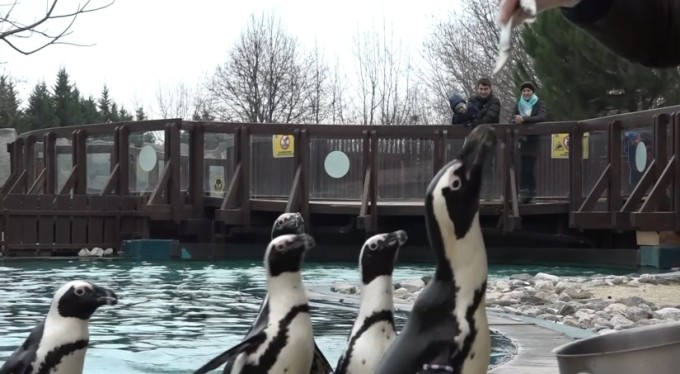 Bursa Hayvanat Bahçesi'nin ailesi büyüyor