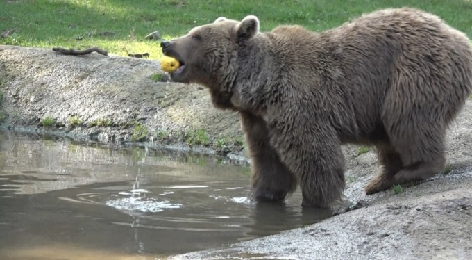 Bursa'da ayılar kış uykusuna yatmadı